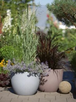 Pflanzkübel Rimini 7 Pflanzkübel Rimini -Gartenpflanzen Lieferungen pflanzkuebel rimini stimmun 1280x1280