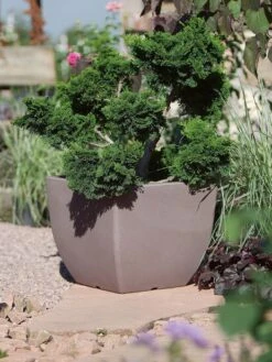 Pflanztopf Ravenna 5 Pflanztopf Ravenna -Gartenpflanzen Lieferungen pflanztopf ravenna stimmung 1280x1280