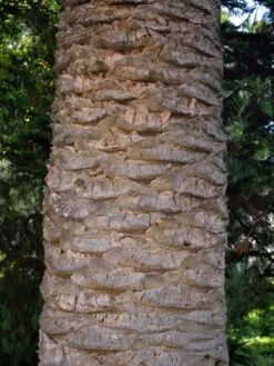 Kanarische Dattelpalme, Phoenix Canariensis 11 Kanarische Dattelpalme, Phoenix Canariensis -Gartenpflanzen Lieferungen phoenix palme stamm 1280x1280