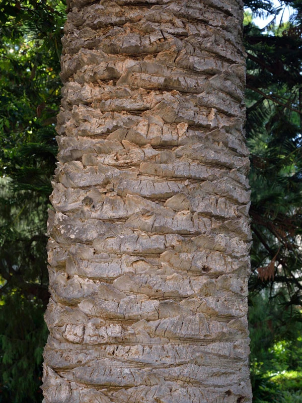 Kanarische Dattelpalme, Phoenix Canariensis 6 Kanarische Dattelpalme, Phoenix Canariensis – Bild 6