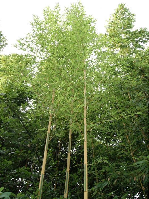 Phyllostachys Aureosulcata 'Spectabilis', Zickzack-Bambus 1 Phyllostachys Aureosulcata 'Spectabilis', Zickzack-Bambus