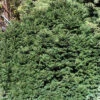 Picea Abies 'Nidiformis', Nest-Fichte