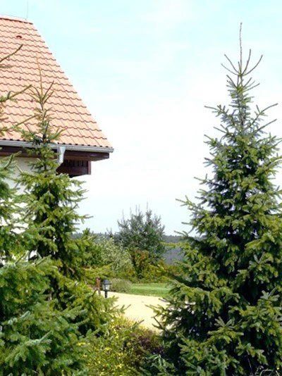 Picea Omorika, Serbische Fichte 2 Picea Omorika, Serbische Fichte – Bild 2