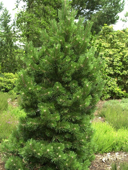 Pinus Mugo 'Gnom', Strauch-Kiefer 1 Pinus Mugo 'Gnom', Strauch-Kiefer