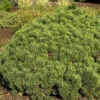 Pinus Mugo 'Mini Mops', Kugel-Kiefer