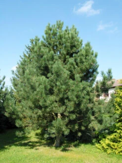 Pinus Nigra Austriaca, Österreichische Schwarz-Kiefer -Gartenpflanzen Lieferungen pinus nigra austriaca 1280x1280