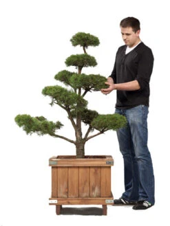 Gartenpflanzen Lieferungen 30 Pinus sylvestris - Bonsai, XXL-Produkt