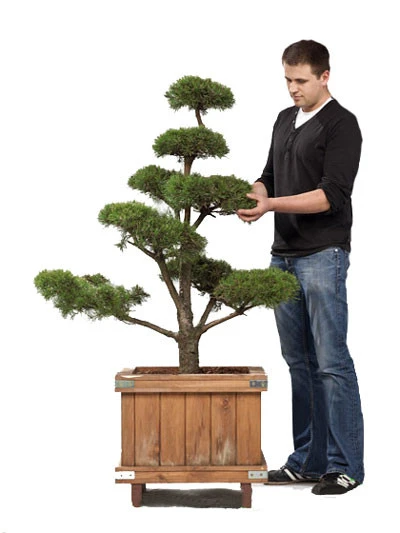 Pinus sylvestris - Bonsai, XXL-Produkt 1 Pinus sylvestris - Bonsai, XXL-Produkt