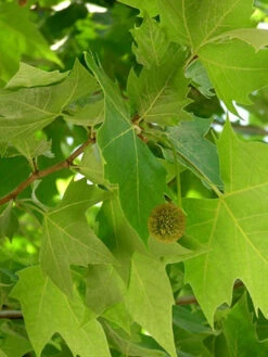 Platanus Hispanica 'Alphens Globe', Kugelplatane - Hochstamm -Gartenpflanzen Lieferungen platanus j08 76832 2 79605 2 1280x1280