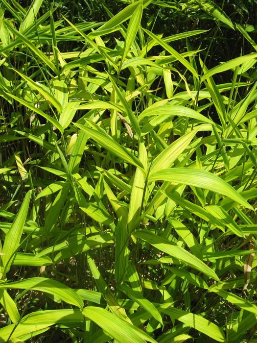 Pleioblastus Viridistriatus (Pleioblastus Auricoma), Gestreifter Zwergbambus 1 Pleioblastus Viridistriatus (Pleioblastus Auricoma), Gestreifter Zwergbambus