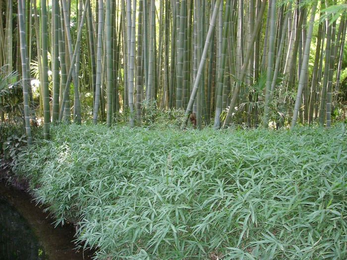 Pleioblastus Viridistriatus 'Vagans' (Sasaella Ramosa), Weichblättriger Zwergbambus 2 Pleioblastus Viridistriatus 'Vagans' (Sasaella Ramosa), Weichblättriger Zwergbambus – Bild 2