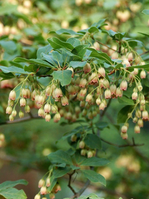 Enkianthus Campanulatus, Prachtglocke 1 Enkianthus Campanulatus, Prachtglocke