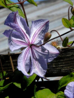 Clematis 'Prince Charles' -Gartenpflanzen Lieferungen prince charles bluete hinte 1280x1280