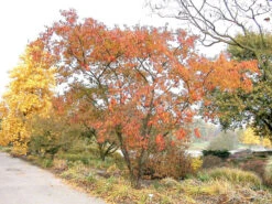 Prunus Subhirtella 'Autumnalis', Schneekirsche 7 Prunus Subhirtella 'Autumnalis', Schneekirsche -Gartenpflanzen Lieferungen prunus autumnalis 1280x1280