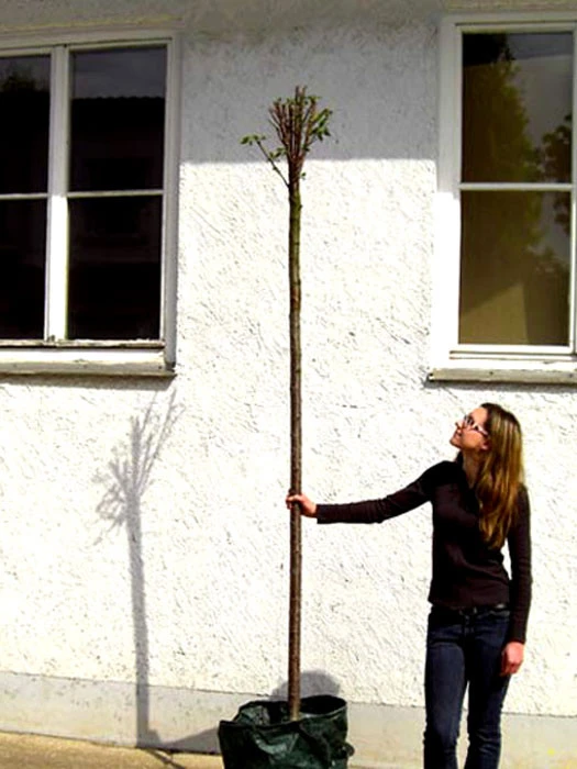 Prunus Fruticosa 'Globosa', Kugel-Kirsche - Hochstamm 5 Prunus Fruticosa 'Globosa', Kugel-Kirsche - Hochstamm – Bild 5