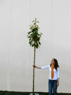 Prunus Serrulata 'Kanzan', Japanische Nelkenkirsche - Hochstamm -Gartenpflanzen Lieferungen prunus kanzan hochstamm 1280x1280