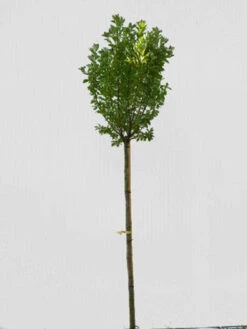 Prunus Padus 'Nana', Kugel-Traubenkirsche - Hochstamm 5 Prunus Padus 'Nana', Kugel-Traubenkirsche - Hochstamm -Gartenpflanzen Lieferungen prunus padus nana hochstamm 1280x1280