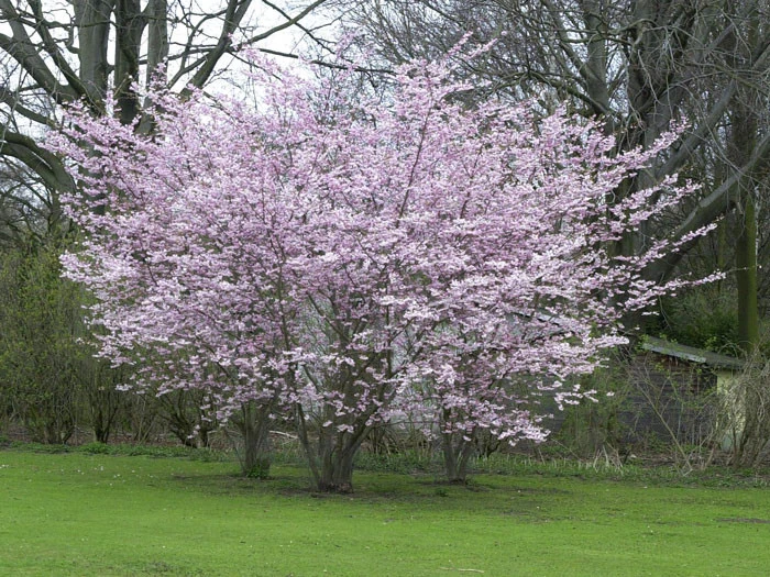 Prunus Subhirtella 'Autumnalis', Schneekirsche 2 Prunus Subhirtella 'Autumnalis', Schneekirsche – Bild 2