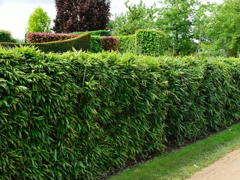 Pseudosasa Japonica, Pfeil-Bambus 1 Pseudosasa Japonica, Pfeil-Bambus