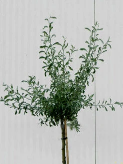 Pyrus Salicifolia 'Pendula', Hängende Silberbirne - Hochstamm 7 Pyrus Salicifolia 'Pendula', Hängende Silberbirne - Hochstamm -Gartenpflanzen Lieferungen pyrus salicifolia krone 1280x1280