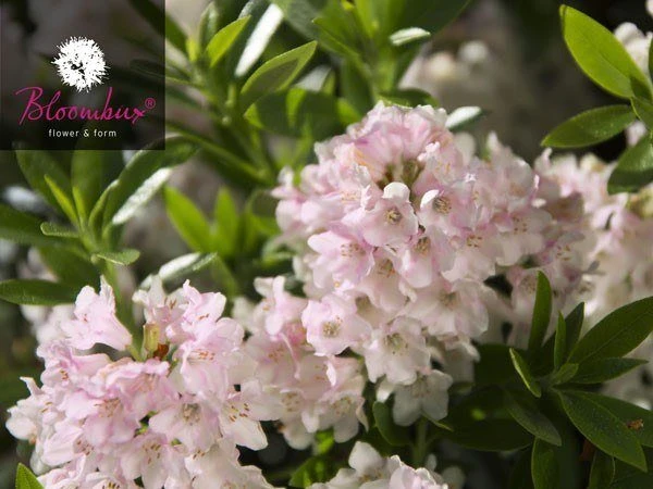 Rhododendron 'Bloombux®' 2 Rhododendron 'Bloombux®' – Bild 2