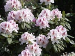 Rhododendron 'Progres' -Gartenpflanzen Lieferungen rhodo progres 1280x1280