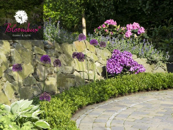 Rhododendron 'Bloombux®' 3 Rhododendron 'Bloombux®' – Bild 3