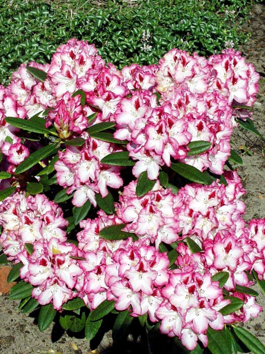Rhododendron 'Hachmanns Charmant' 3 Rhododendron 'Hachmanns Charmant' – Bild 3