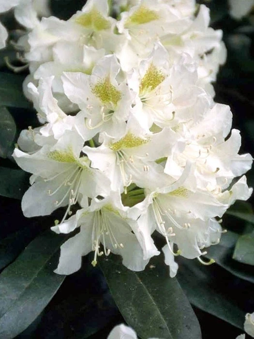 Rhododendron 'Cunningham's White' INKARHO® 1 Rhododendron 'Cunningham's White' INKARHO®