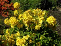 Rhododendron Luteum 'Golden Sunset', Sommergrüne Japanische Gartenazalee 5 Rhododendron Luteum 'Golden Sunset', Sommergrüne Japanische Gartenazalee -Gartenpflanzen Lieferungen rhododendron golden sunset 1280x1280