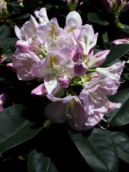 Rhododendron 'Gomer Waterer' INKARHO® 1 Rhododendron 'Gomer Waterer' INKARHO®
