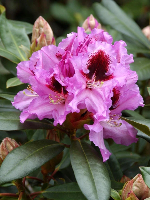 Rhododendron 'Kabarett' INKARHO® 1 Rhododendron 'Kabarett' INKARHO®