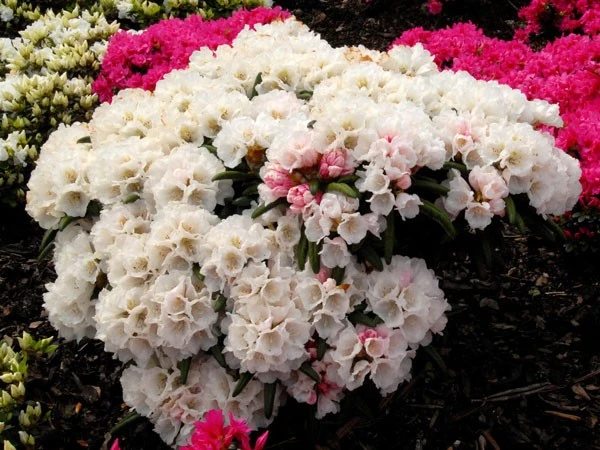 Rhododendron Koichiro Wada 1 Rhododendron Koichiro Wada