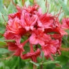 Rhododendron Viscosum 'Millenium', Sommergrüne Japanische Gartenazalee