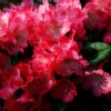 Rhododendron Yakushimanum 'Morgenrot'