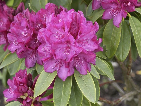 Rhododendron 'Old Port' 1 Rhododendron 'Old Port'