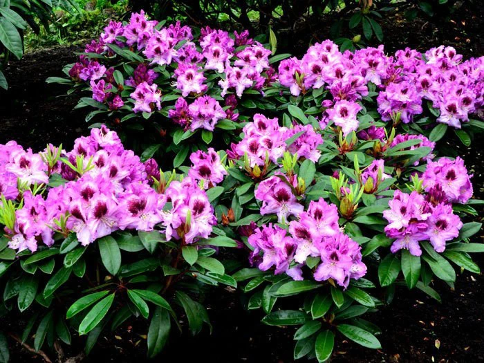 Rhododendron 'Pfauenauge' 2 Rhododendron 'Pfauenauge' – Bild 2
