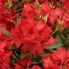 Rhododendron 'Vulcane's Fire
