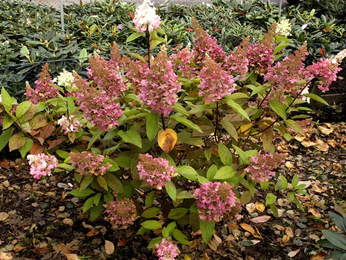 Hydrangea Paniculata 'Pinky Winky'® 2 Hydrangea Paniculata 'Pinky Winky'® – Bild 2