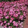 Rose Heidetraum ® Noack