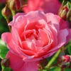 Rose Mein Schöner Garten ® - Kordes