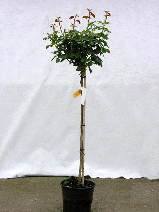 Rosen-Stämmchen Gebrüder Grimm ® - Kordes 2 Rosen-Stämmchen Gebrüder Grimm ® - Kordes – Bild 2