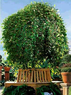 Salix Caprea Pendula, Hängende Kätzchenweide 5 Salix Caprea Pendula, Hängende Kätzchenweide -Gartenpflanzen Lieferungen s caprea pendula j4 1280x1280