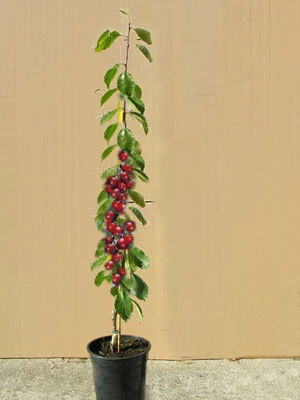 Säulenkirsche 'Sylvia', Süßkirsche 1 Säulenkirsche 'Sylvia', Süßkirsche