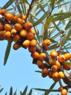 Hippophae Rhamnoides 'Leikora'