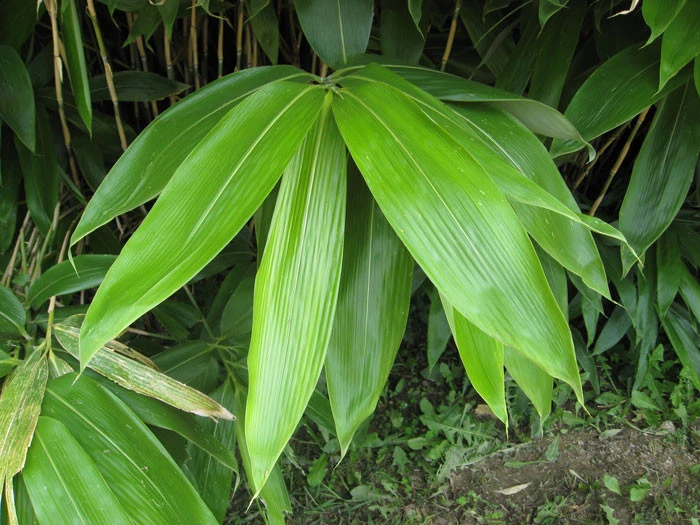 Sasa Palmata 'Nebulosa', Niedriger Großblattbambus 3 Sasa Palmata 'Nebulosa', Niedriger Großblattbambus – Bild 3
