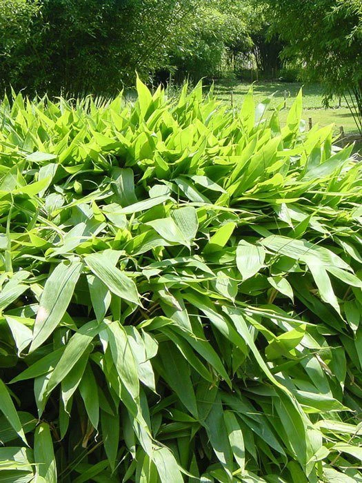 Sasa Tsuboiana, Breitblatt-Bambus 1 Sasa Tsuboiana, Breitblatt-Bambus