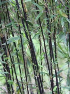 Fargesia Jiuzhaigou 'Deep Purple', Jade Bambus, Rothalmiger Schirm-Bambus 9 Fargesia Jiuzhaigou 'Deep Purple', Jade Bambus, Rothalmiger Schirm-Bambus -Gartenpflanzen Lieferungen schattenhalme fargesia deep 1280x1280