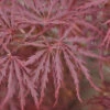 Acer Palmatum 'Dissectum Garnet', Rotblättriger Schlitzahorn