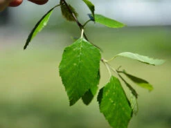 Betula Nigra, Schwarz-Birke - Hochstamm 5 Betula Nigra, Schwarz-Birke - Hochstamm -Gartenpflanzen Lieferungen schwar birke blatt 1280x1280